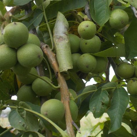 Купить саженцы Грецкий орех Урожайный в питомнике. Описание сорта ...