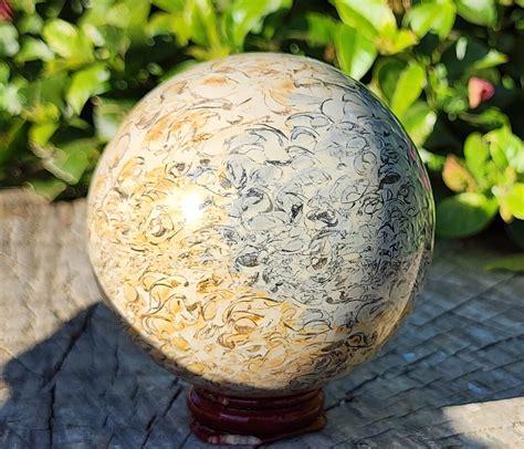 1.10lbs Pelecypod Fossils Aka Dinosaur Gembone Sphere A - Etsy