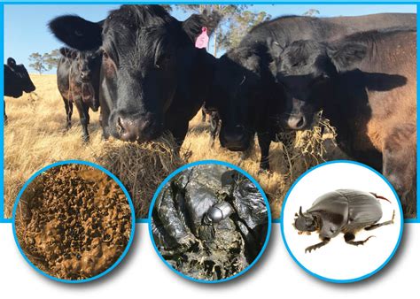 Dung Beetles And Chemical Use