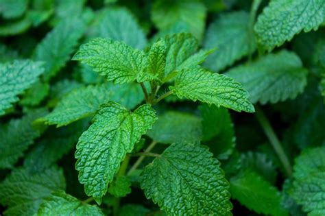 Más De 3 Imágenes Gratis De Toronjil Y Melissa Officinalis Pixabay