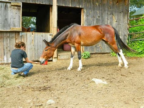 53 best images about Mule & Donkey Colors & Markings on Pinterest ...