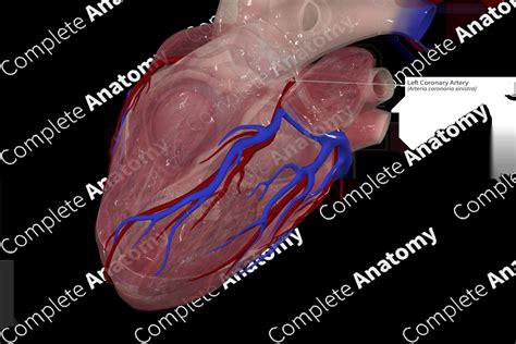 Left Coronary Artery | Complete Anatomy