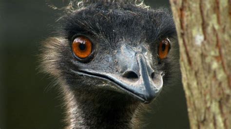 Emu on the loose after Ecclefechan care home escape - BBC News