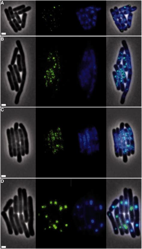 Localization Of Gfp Mrr And The Nucleoid Stained With Dapi In Mg