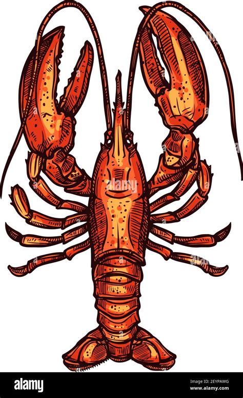 Red Boiled Lobster Isolated Marine Seafood Sketch Vector Aquatic