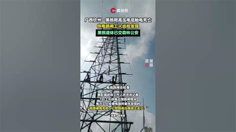 黑熊爬高壓電塔觸電死亡，供電跳閘工人巡檢發現，黑熊遺體已交森林公安 瀟湘晨報 新聞 中國社會新聞 Youtube