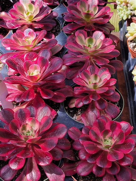 Imported 4inch Medusa Aeonium - Etsy