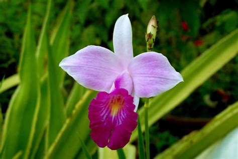 Como cultivar a orquídea bambu Tudo o que precisa saber