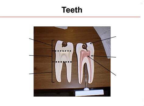 Teeth Diagram Quizlet