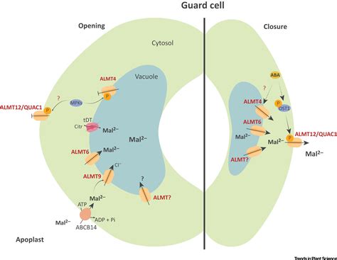 Discriminating The Function S Of Guard Cell Almt Channels Trends In