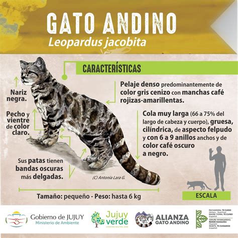 Jujuy Ahora MONUMENTO NATURAL PROVINCIAL GATO ANDINO JORNADA DE