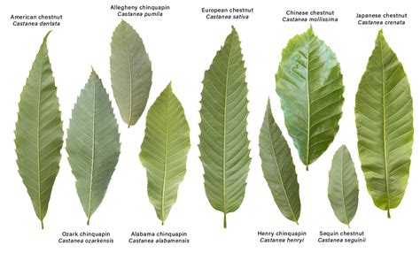 Chestnut Species Overview The American Chestnut Foundation