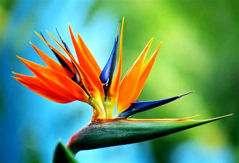 Top 10 Most Beautiful Flowers In The World