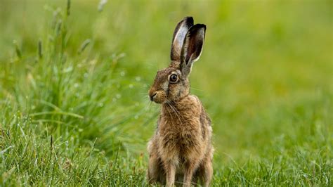 Wildtiere In Der Gro Stadt Wo Sich Fuchs Und Hase Gute Nacht Sagen