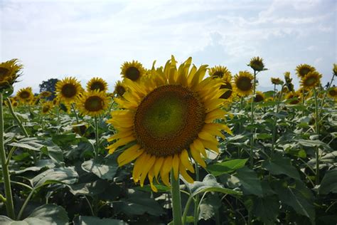 sunflower festival  zama yot flickr