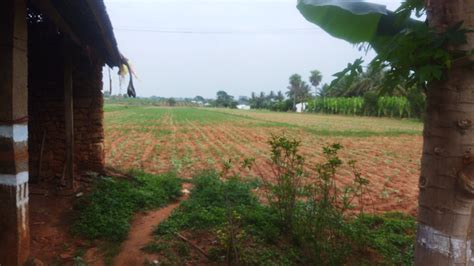 Agricultural Land 11 Acre For Sale In Gundlupet Chamrajnagar Rei1152915