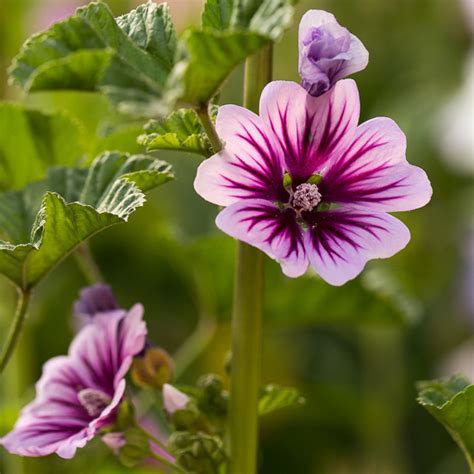 Malva