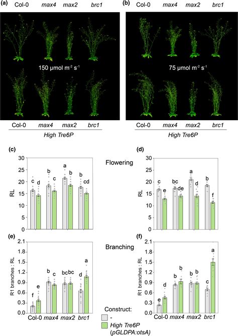 Strigolactone Signalling Inhibits Trehalose Phosphate Signalling