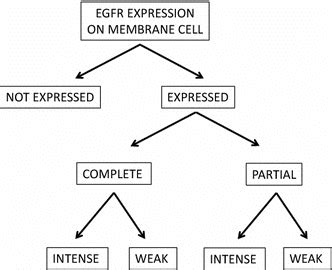 egfr expression  membrane cell  combination  features