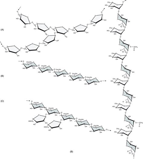 2. (Continued) (B) Structure of rhamnogalacturonan I. 5-Arabinan (A ...