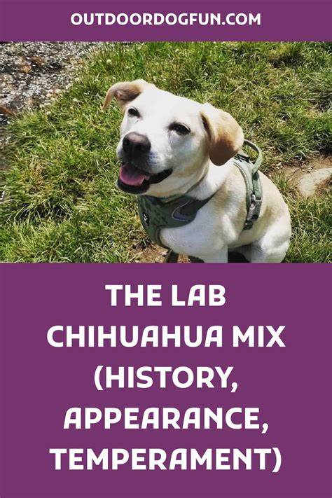 The Lab Chihuahua Mix (History, Appearance, Temperament) | Chihuahua mix, Chihuahua, Hybrid dogs