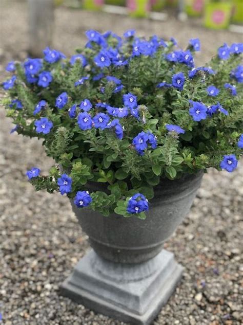 A Potted Plant With Blue Flowers Sitting On Top Of A Cement Stand In Gravel