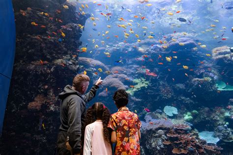 An Insiders Guide To Georgia Aquarium Explore Georgia