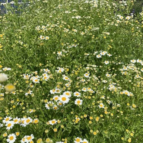 TANACETHUM PARTHENIUM – MOEDERKRUID - Bloem en Oogst