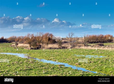 Coastal Grazing Marsh Hi Res Stock Photography And Images Alamy