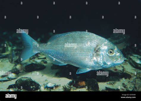 Gilthead Gilthead Seabream Sparus Auratus Stock Photo Alamy