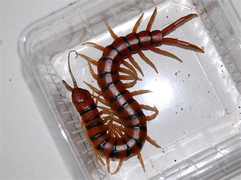 Scolopendra alternans | zoo-ekzo.ru - Экзотические животные