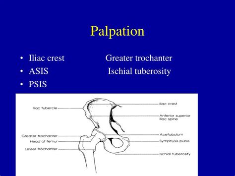 Ppt Hip Anatomy Powerpoint Presentation Id1221961