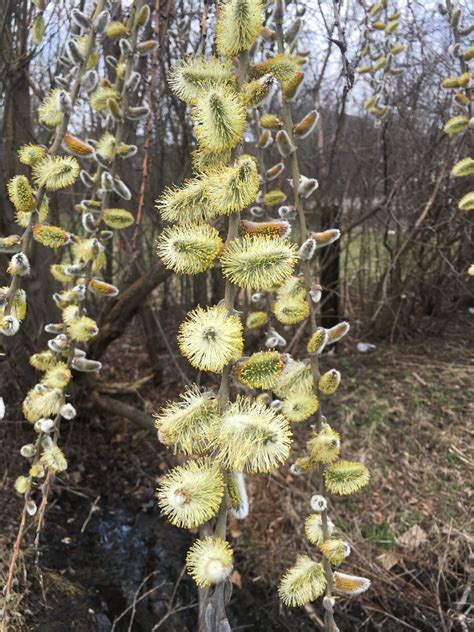 Pussy Willow Flower Tree Pictures BLog