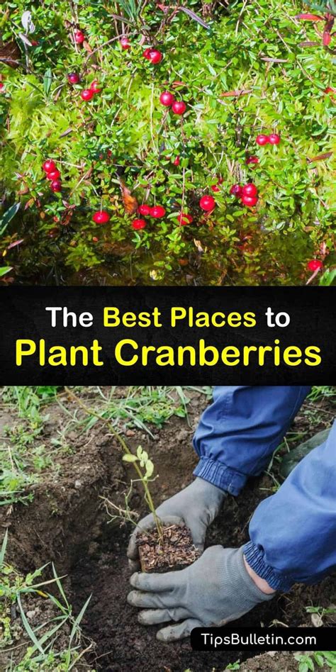 The Ultimate Guide To Growing Cranberries At Home