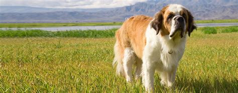 saint bernard dog breed health history appearance temperament  maintenance
