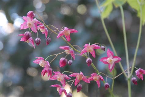 rubrum - Straight Mile Nursery Gardens