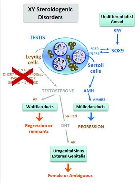 Dsd Due To Steroidogenic Defects In 46xy Patients Early Fetal Onset