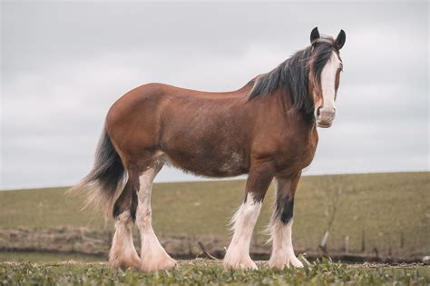 Clydesdale Im Rasseportrait Zooplus Magazin