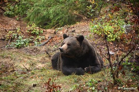 Orso M90 troppo confidente, la PAT valuta l'abbattimento - Vita Trentina