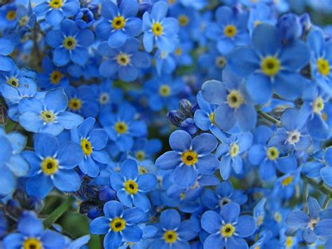 Picture Of A Forget Me Not