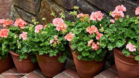 How To Grow Zonal Geraniums Planting Guide