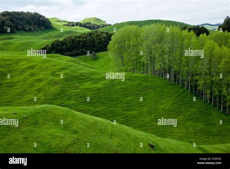 New Zealand Rolling Hills Hi Res Stock Photography And Images Alamy