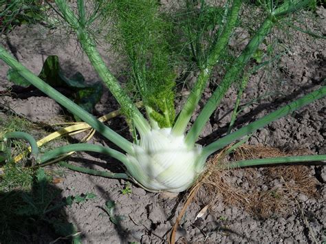 Fennel Tuber Grow - Free photo on Pixabay - Pixabay