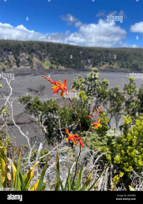 Orange Flowers New Kilauea Crater At The Volcano National Park In