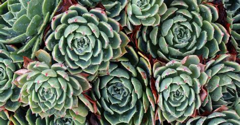 Echeveria Cuidados Caracter Sticas Y Tipos De Esta Bonita Y