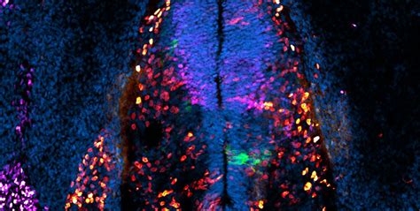 Researchers Improve Efficiency and Accessibility of CRISPR - www ...