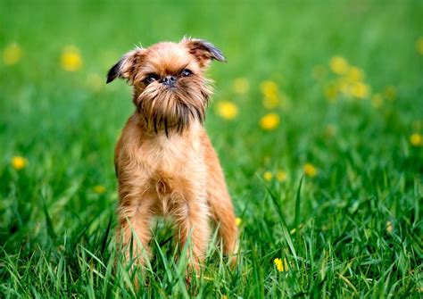 5 Things To Know About Brussels Griffons Petful