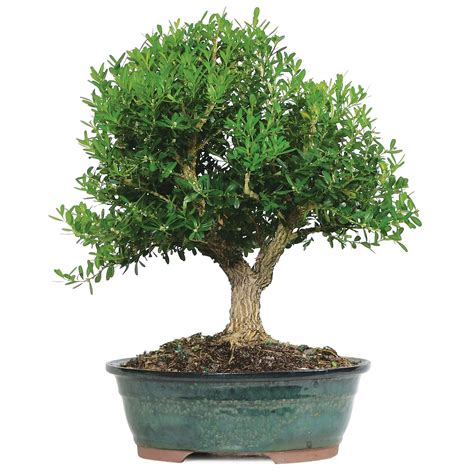 Cheap Bonsai Boxwood Find Bonsai Boxwood Deals On Line At