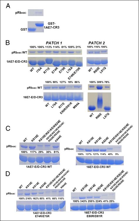 Structure Of The Human Papillomavirus E7 Oncoprotein And Its Mechanism