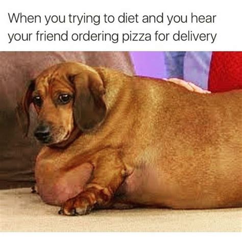 101 Funny Dog Memes You’ll Love